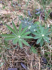 Lupinus polyphyllus