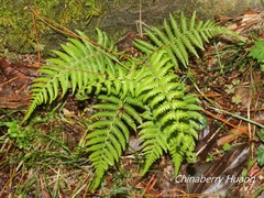 Pseudocyclosorus esquirolii