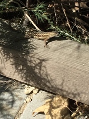 Sceloporus occidentalis