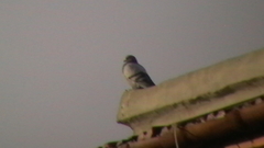 Columba livia domestica