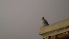 Columba livia domestica