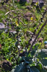Verbascum mucronatum