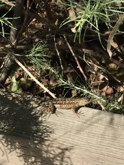 Sceloporus occidentalis