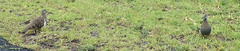 Geophaps scripta scripta