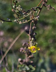 Verbascum mucronatum