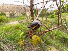 Prunus amygdalus