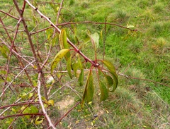Prunus amygdalus