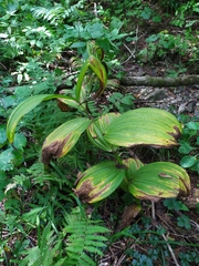 Veratrum dahuricum
