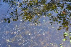 Ranunculus confervoides