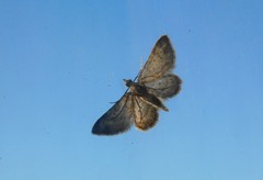 Gymnoscelis rufifasciata