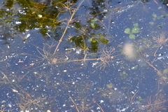 Ranunculus confervoides