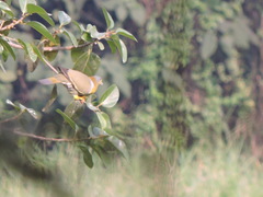 Treron phoenicopterus