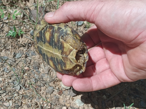 Speke's Hinge-back Tortoise