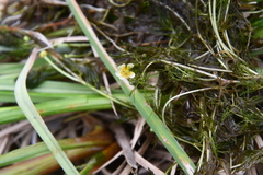 Ranunculus confervoides