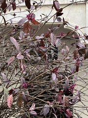 Pseuderanthemum carruthersii