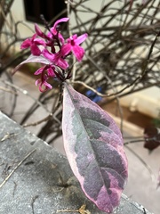 Pseuderanthemum carruthersii