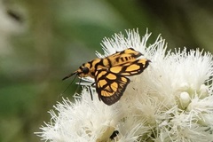 Odina hieroglyphica