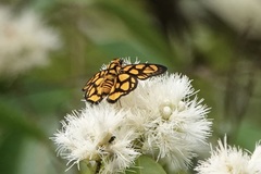 Odina hieroglyphica