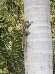 Funambulus pennantii