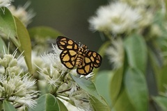 Odina hieroglyphica