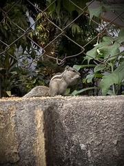 Funambulus pennantii