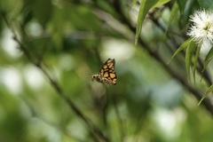 Odina hieroglyphica