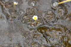 Ranunculus confervoides
