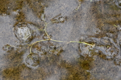 Ranunculus confervoides