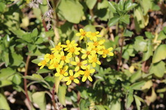 Senecio angulatus