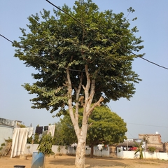 Holoptelea integrifolia