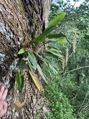 Dendrochilum