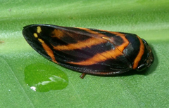 Sphodroscarta trivirgata