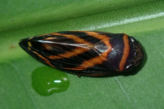 Sphodroscarta trivirgata