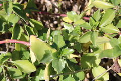 Senecio angulatus
