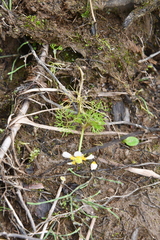 Ranunculus confervoides