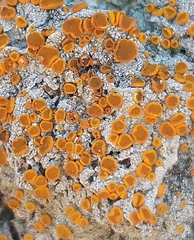 Brigantiaea leucoxantha