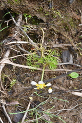 Ranunculus confervoides