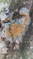 Brigantiaea leucoxantha