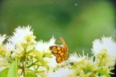 Odina hieroglyphica ortina