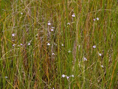 Utricularia dichotoma