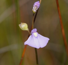 Utricularia dichotoma