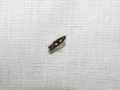 Diedrocephala variegata