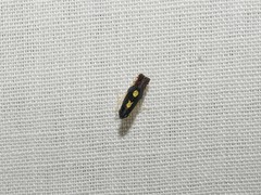 Diedrocephala variegata