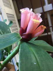 Costus atlanticus