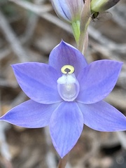 Thelymitra alpina