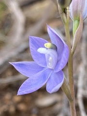 Thelymitra alpina