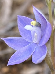 Thelymitra alpina