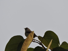 Prinia hodgsonii
