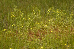 Ornduffia reniformis