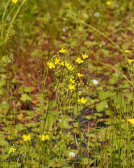 Ornduffia reniformis